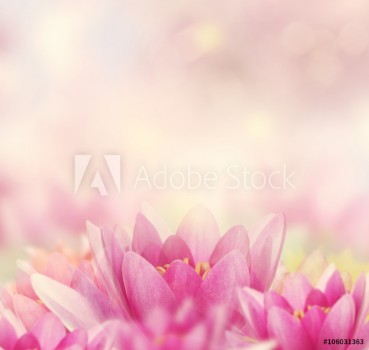 Picture of Water Lily Background